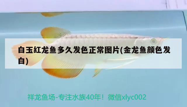 白玉紅龍魚多久發(fā)色正常圖片(金龍魚顏色發(fā)白)