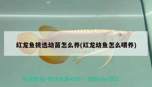 紅龍魚挑選幼苗怎么養(yǎng)(紅龍幼魚怎么喂養(yǎng)) 白子球鯊魚