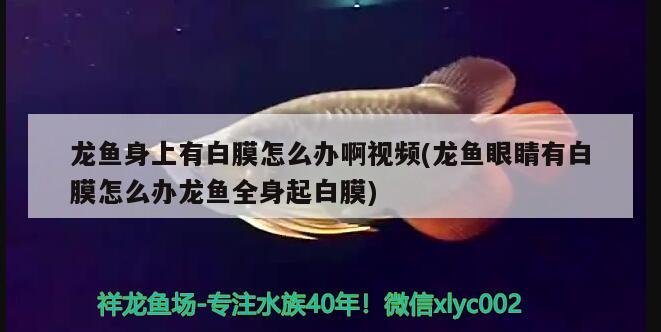 龍魚身上有白膜怎么辦啊視頻(龍魚眼睛有白膜怎么辦龍魚全身起白膜) 黑白雙星