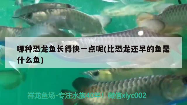 銀龍魚苗一個月能長多大啊視頻講解（銀龍魚苗一個月能長多大啊視頻講解下載）