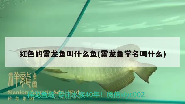 紅色的雷龍魚叫什么魚(雷龍魚學名叫什么)