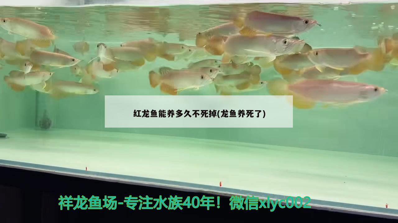 紅龍魚能養(yǎng)多久不死掉(龍魚養(yǎng)死了)