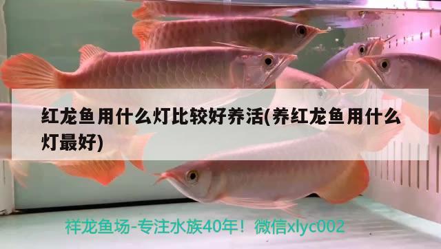 紅龍魚(yú)用什么燈比較好養(yǎng)活(養(yǎng)紅龍魚(yú)用什么燈最好)