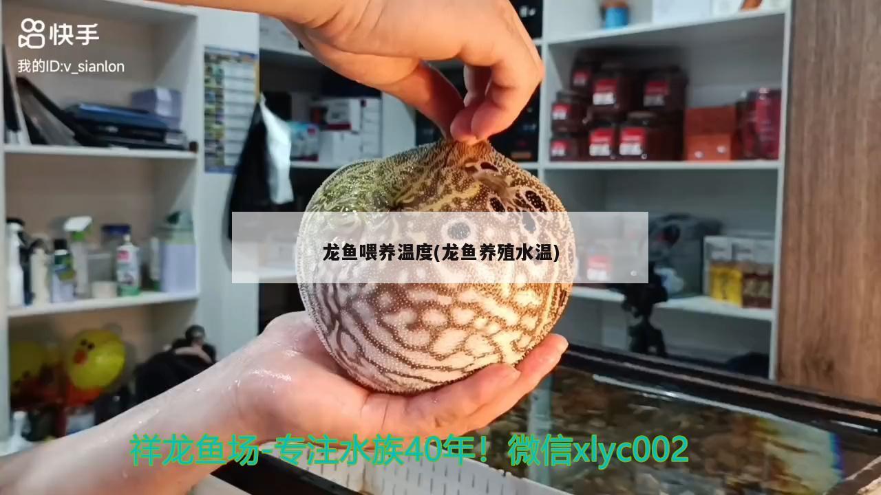 龍魚喂養(yǎng)溫度(龍魚養(yǎng)殖水溫)