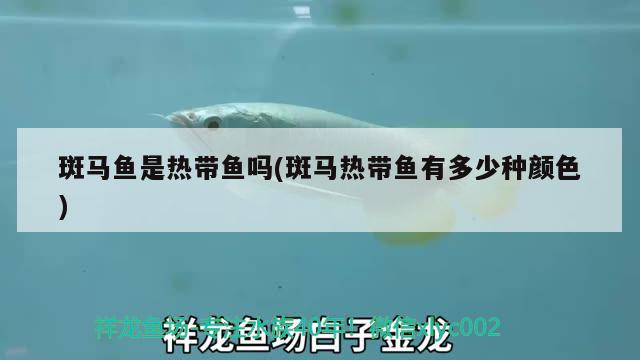 斑馬魚是熱帶魚嗎(斑馬熱帶魚有多少種顏色) 高背金龍魚