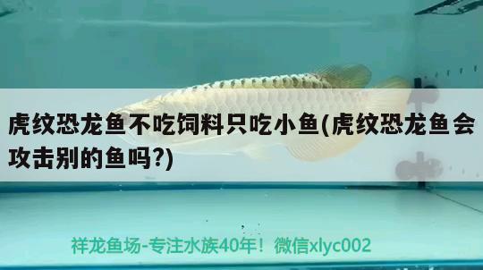 虎紋恐龍魚不吃飼料只吃小魚(虎紋恐龍魚會攻擊別的魚嗎?) 七紋巨鯉魚