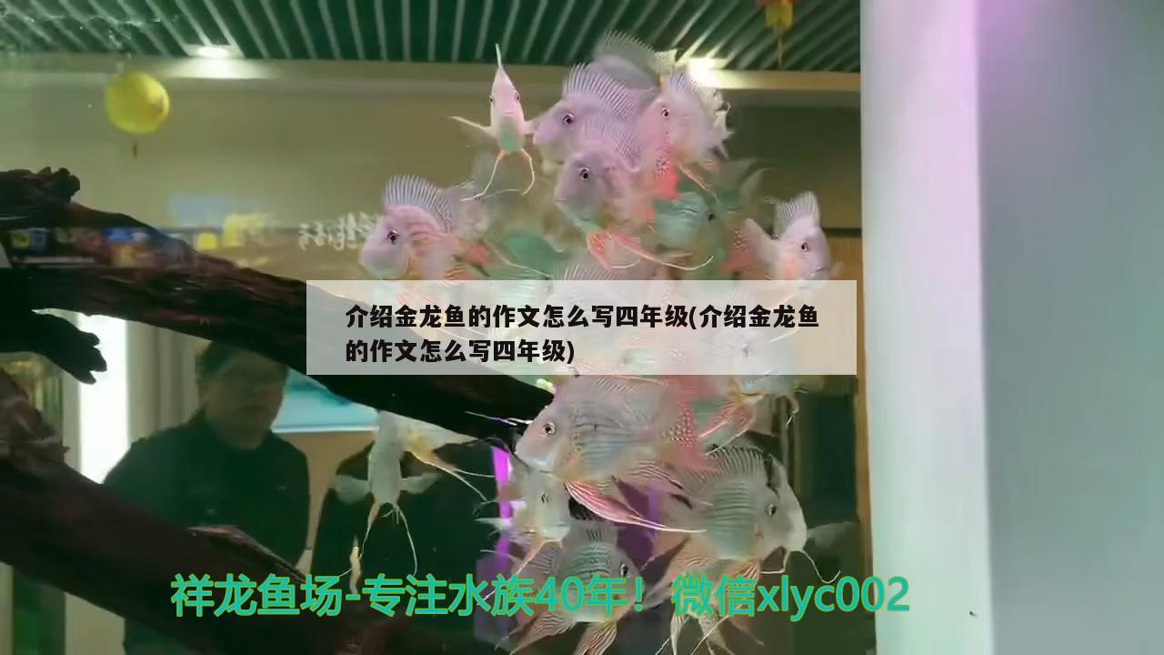 上海定制魚缸哪家比較靠譜，成都哪有賣魚缸的，魚缸批發(fā)市場在哪里