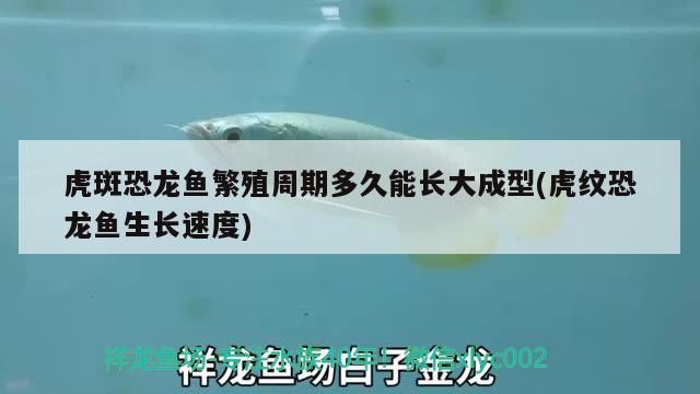 虎斑恐龍魚繁殖周期多久能長大成型(虎紋恐龍魚生長速度) 虎斑恐龍魚 第3張