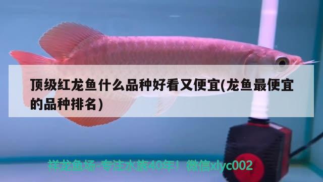 頂級紅龍魚什么品種好看又便宜(龍魚最便宜的品種排名) 野彩魚