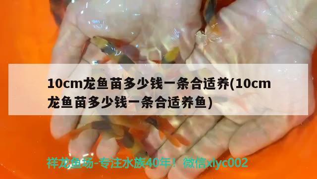 養(yǎng)斑馬狗頭需要鋪什么底砂，麒麟狗頭魚的養(yǎng)殖方法 斑馬狗頭魚 第1張