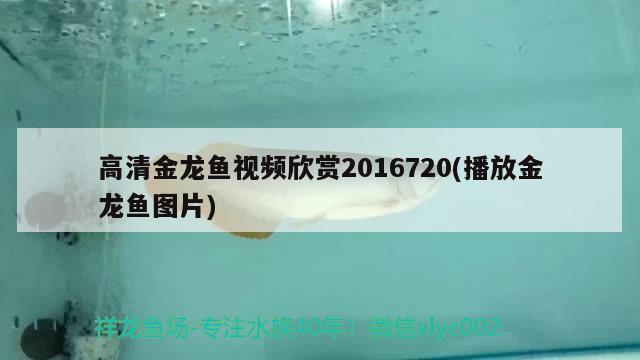 高清金龍魚視頻欣賞2016720(播放金龍魚圖片)