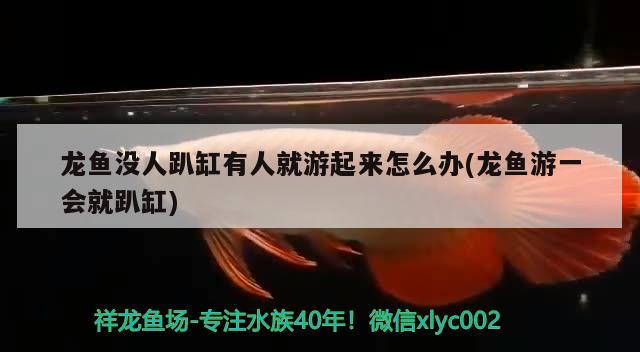 紅龍魚苗一年能長多大圖片視頻(龍魚苗一個月能長多大) 狗仔招財貓魚 第2張