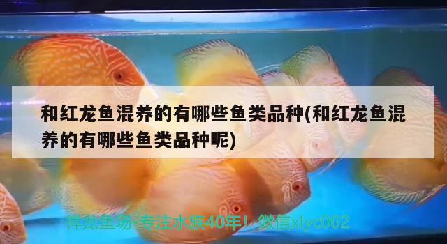 和紅龍魚(yú)混養(yǎng)的有哪些魚(yú)類(lèi)品種(和紅龍魚(yú)混養(yǎng)的有哪些魚(yú)類(lèi)品種呢)