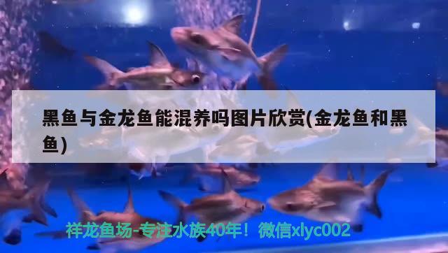 黑魚與金龍魚能混養(yǎng)嗎圖片欣賞(金龍魚和黑魚)