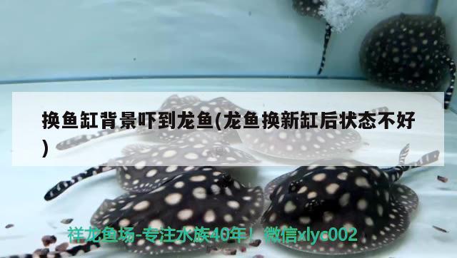 換魚(yú)缸背景嚇到龍魚(yú)(龍魚(yú)換新缸后狀態(tài)不好) 委內(nèi)瑞拉奧里諾三間魚(yú)