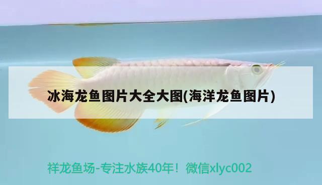 冰海龍魚圖片大全大圖(海洋龍魚圖片)