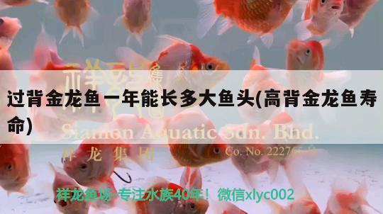 過背金龍魚一年能長(zhǎng)多大魚頭(高背金龍魚壽命)