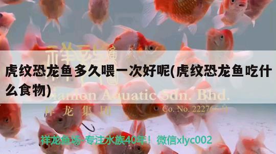 虎紋恐龍魚多久喂一次好呢(虎紋恐龍魚吃什么食物)