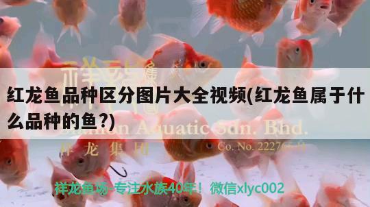 紅龍魚品種區(qū)分圖片大全視頻(紅龍魚屬于什么品種的魚?) 紅龍專用魚糧飼料