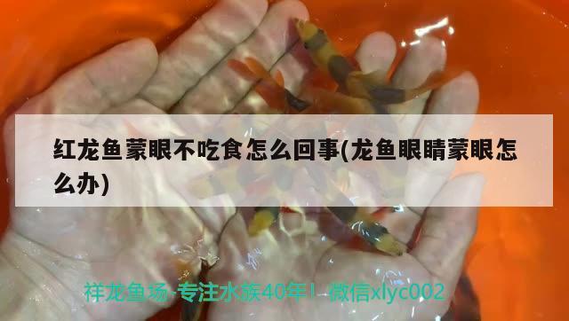 紅龍魚蒙眼不吃食怎么回事(龍魚眼睛蒙眼怎么辦)