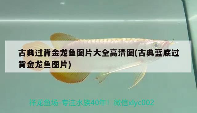 古典過背金龍魚圖片大全高清圖(古典藍(lán)底過背金龍魚圖片) 古典過背金龍魚