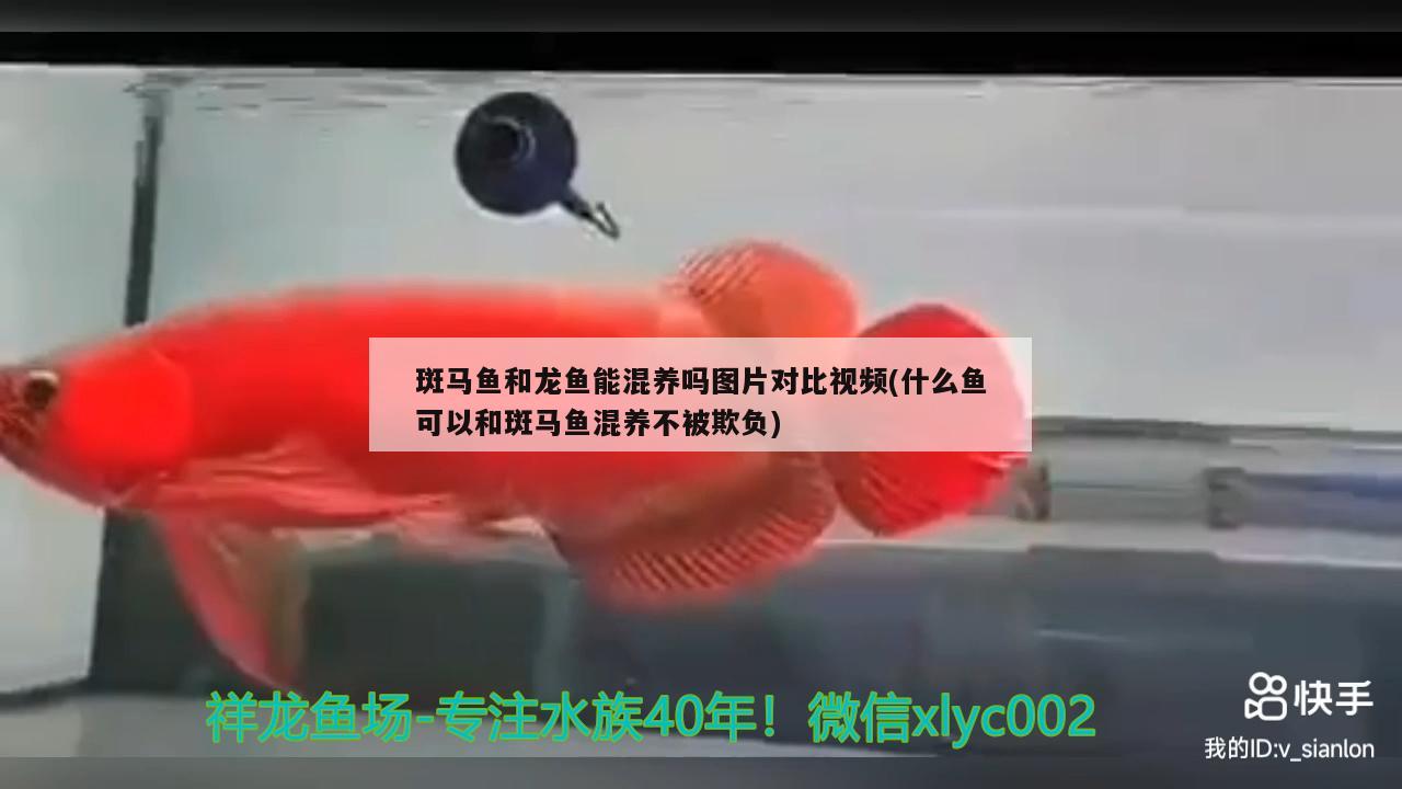 斑馬魚和龍魚能混養(yǎng)嗎圖片對比視頻(什么魚可以和斑馬魚混養(yǎng)不被欺負) 稀有紅龍品種