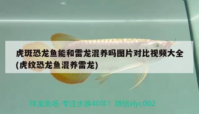 虎斑恐龍魚能和雷龍混養(yǎng)嗎圖片對比視頻大全(虎紋恐龍魚混養(yǎng)雷龍) 虎斑恐龍魚