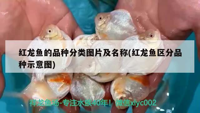 紅龍魚的品種分類圖片及名稱(紅龍魚區(qū)分品種示意圖) 帝王迷宮魚