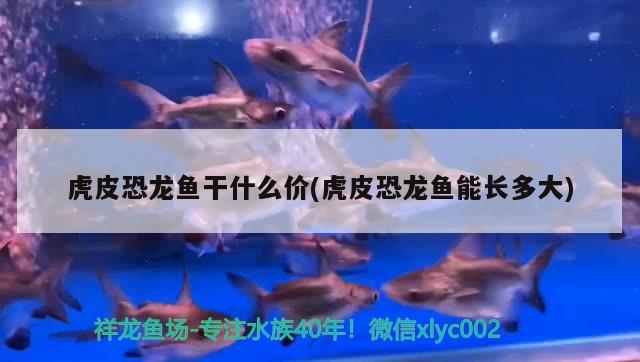 虎皮恐龍魚干什么價(虎皮恐龍魚能長多大)