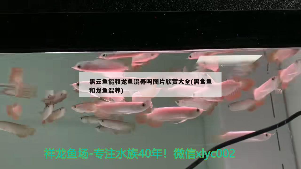 黑云魚(yú)能和龍魚(yú)混養(yǎng)嗎圖片欣賞大全(黑食魚(yú)和龍魚(yú)混養(yǎng))