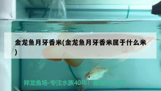 金龍魚月牙香米(金龍魚月牙香米屬于什么米) 大日玉鯖魚