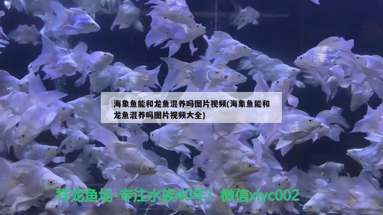 海象魚能和龍魚混養(yǎng)嗎圖片視頻(海象魚能和龍魚混養(yǎng)嗎圖片視頻大全) 海象魚