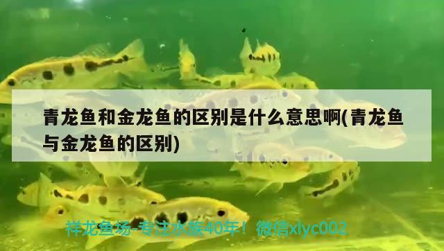 實(shí)木魚缸架制作圖解視頻欣賞  蝴蝶鯉魚苗 第1張