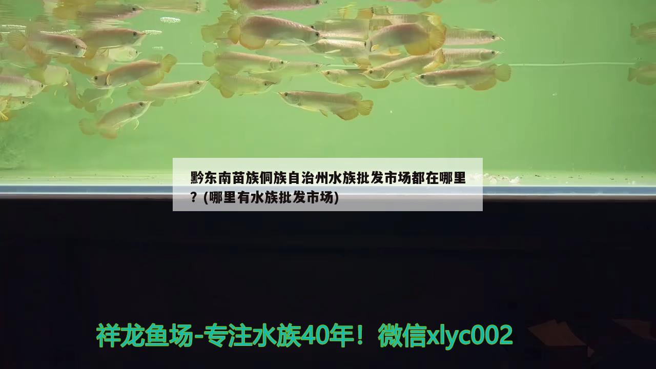 黔東南苗族侗族自治州水族批發(fā)市場都在哪里？(哪里有水族批發(fā)市場)