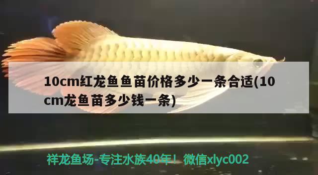 10cm紅龍魚魚苗價格多少一條合適(10cm龍魚苗多少錢一條) 祥龍龍魚魚糧