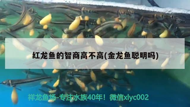 紅龍魚的智商高不高(金龍魚聰明嗎) 白子黃化銀龍魚