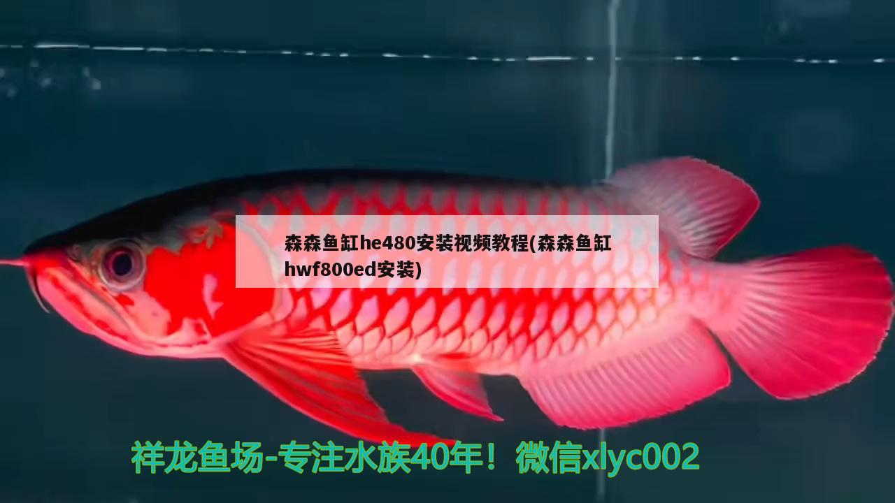 森森魚缸he480安裝視頻教程(森森魚缸hwf800ed安裝)