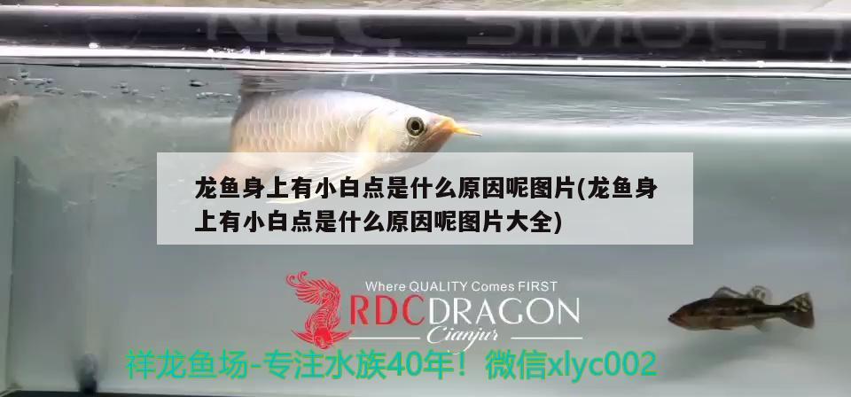 龍魚身上有小白點(diǎn)是什么原因呢圖片(龍魚身上有小白點(diǎn)是什么原因呢圖片大全)