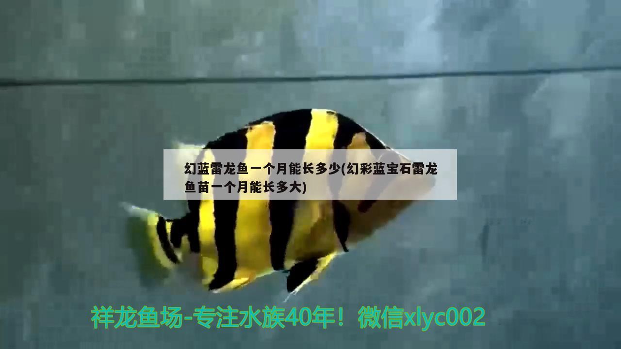 幻藍雷龍魚一個月能長多少(幻彩藍寶石雷龍魚苗一個月能長多大)