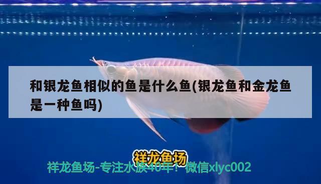 和銀龍魚相似的魚是什么魚(銀龍魚和金龍魚是一種魚嗎)