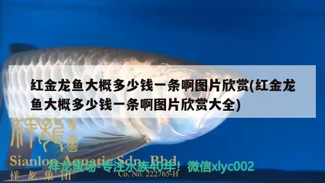 紅金龍魚大概多少錢一條啊圖片欣賞(紅金龍魚大概多少錢一條啊圖片欣賞大全)