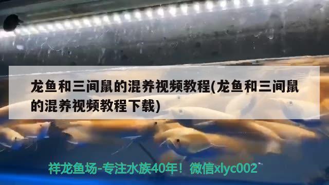 龍魚和三間鼠的混養(yǎng)視頻教程(龍魚和三間鼠的混養(yǎng)視頻教程下載)