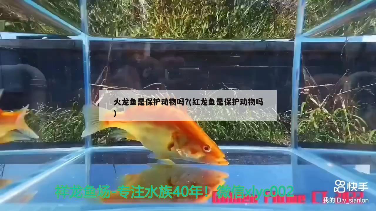 火龍魚是保護動物嗎?(紅龍魚是保護動物嗎)