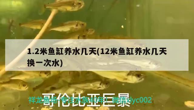 高陵水族批發(fā)市場(chǎng)地址電話是多少號(hào)（高碑店水族批發(fā)市場(chǎng)） 養(yǎng)魚(yú)知識(shí) 第1張