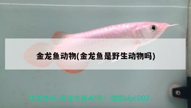 火龍魚能和魚一起養(yǎng)嗎怎么養(yǎng)(火龍魚可以養(yǎng)嗎) 古典過背金龍魚