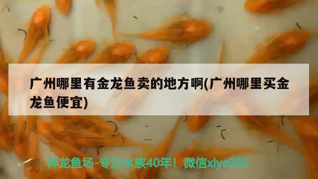 廣州哪里有金龍魚賣的地方啊(廣州哪里買金龍魚便宜)