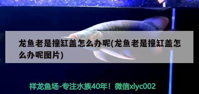 紅龍魚生病了怎么辦（龍魚到家怎么消毒）