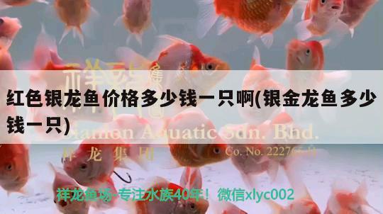 紅色銀龍魚價(jià)格多少錢一只啊(銀金龍魚多少錢一只)