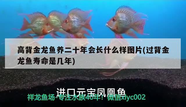 高背金龍魚養(yǎng)二十年會長什么樣圖片(過背金龍魚壽命是幾年) 高背金龍魚