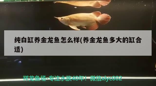 純白缸養(yǎng)金龍魚怎么樣(養(yǎng)金龍魚多大的缸合適) 電鰻